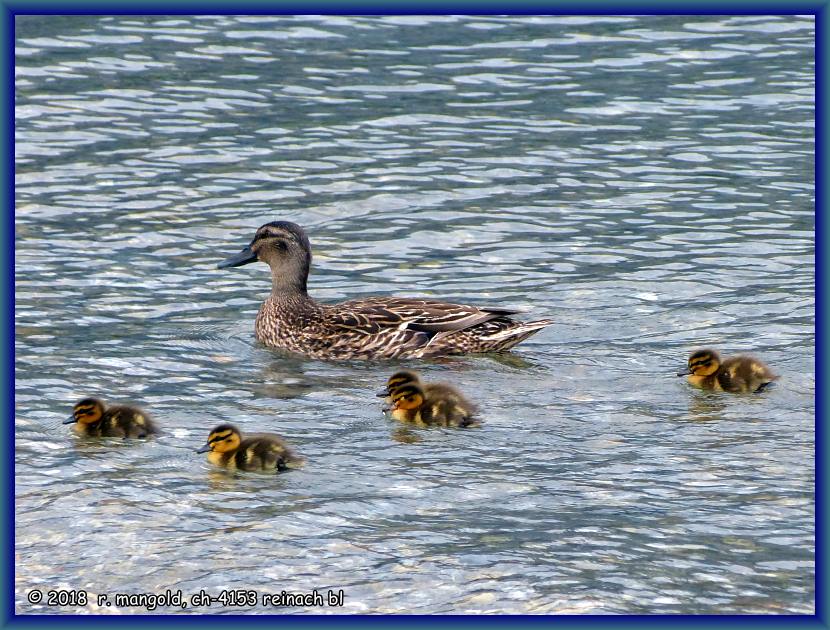 eine ente fhrt ihre jungen am seeufer entlang