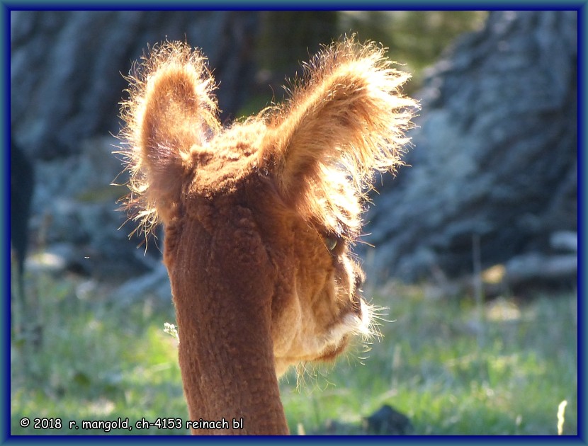 die haare dieses alpacas an unserem campingplatz leuchten in der sonne