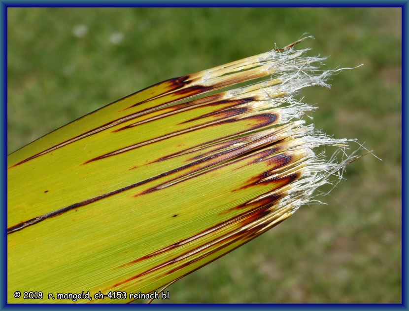 abgerissenes und ausgefranstes flax-blattende schn verfrbt