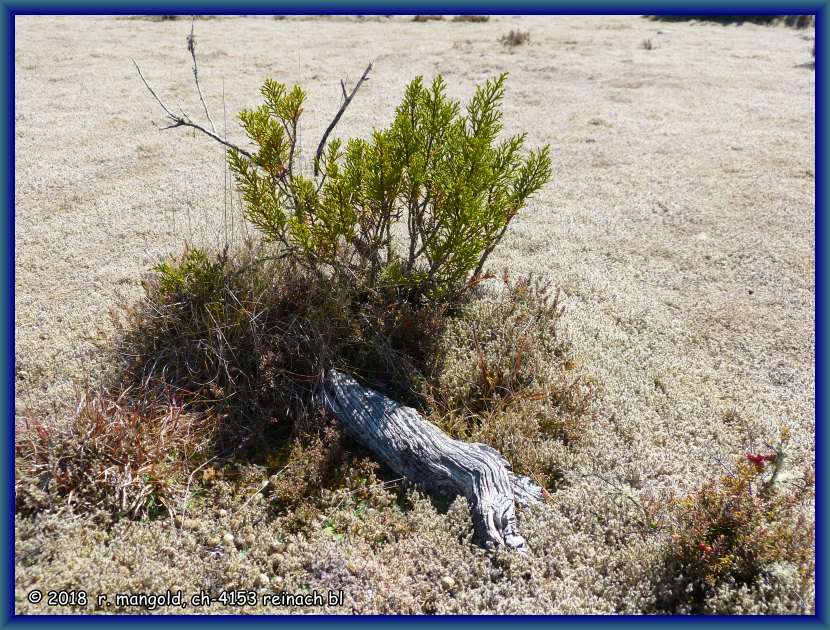 langsam wachsendes bschchen im grauen, samtweichen moosteppich