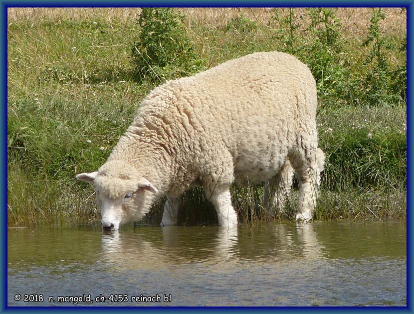 ein schaf stillt seinen durst am bchlein entlang seiner weide