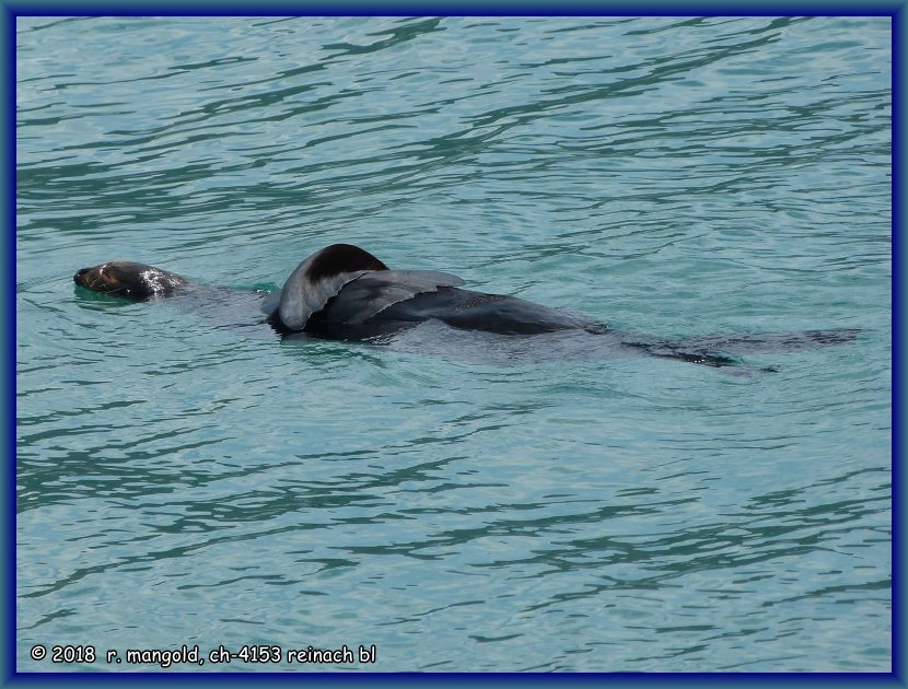 und dieser lsst sich seelenruhig und faul auf dem wasser treiben