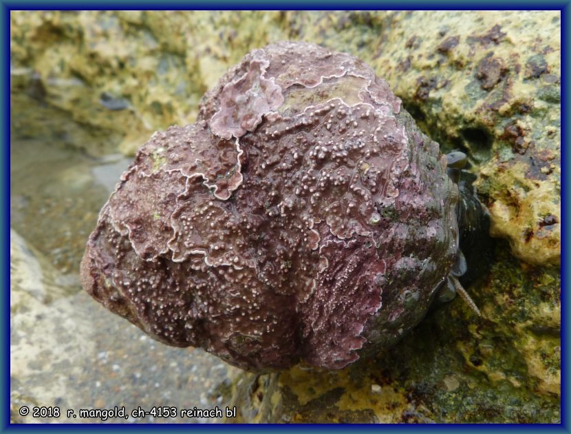 eine wunderbar gemusterte schnecke schleicht ber den nassen untergrund