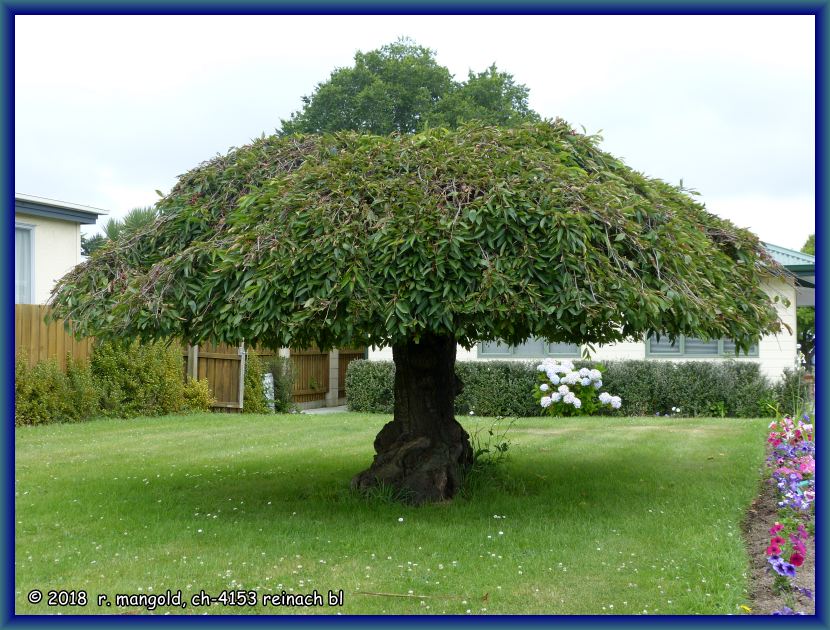 ein in pilzform geschnittener baum am platzeingang zum empfang