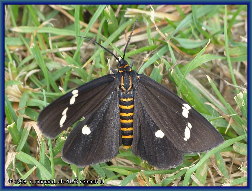 ein schn gefrbter schmetterling im gras am strassenrand