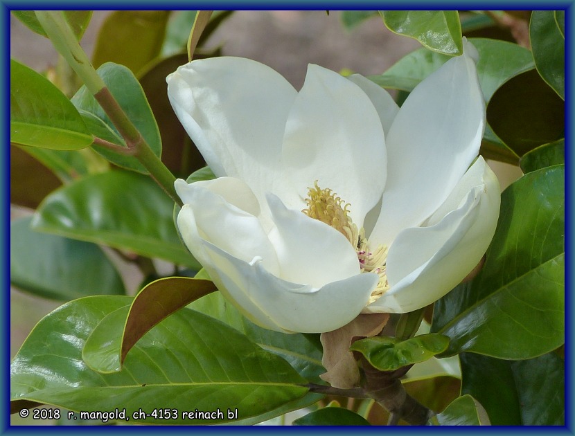 hier im sden blhen die riesigen, handteller grossen magnolien noch