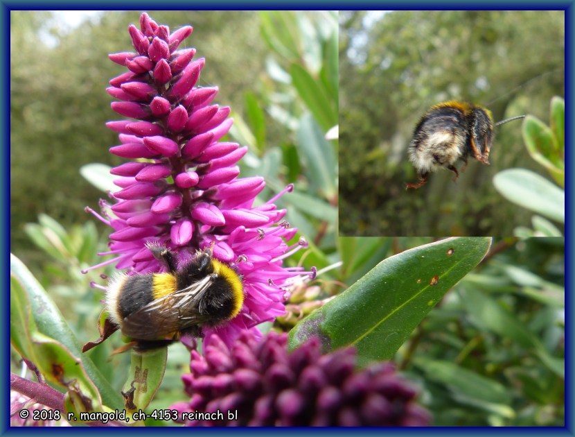 diese hummel sammelt nektar und ist auch schnell wieder weg