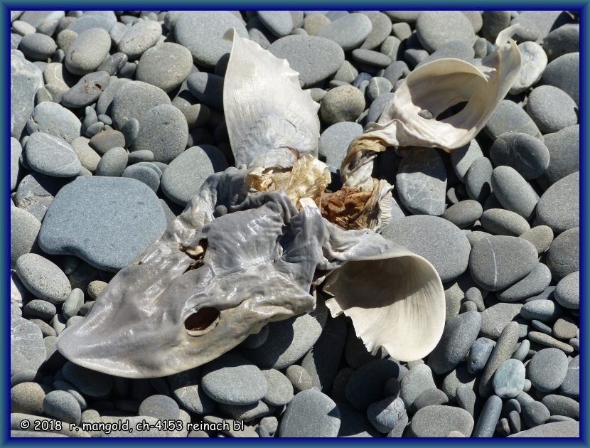 die berreste eines von einem fischer ausgeweideten, kleinen hais verroten am strand