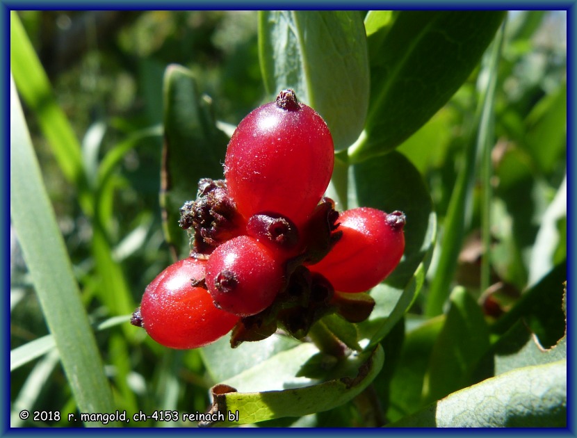 sonnenbeschienene, rote beeren an einem kleinen strauch am flusslauf