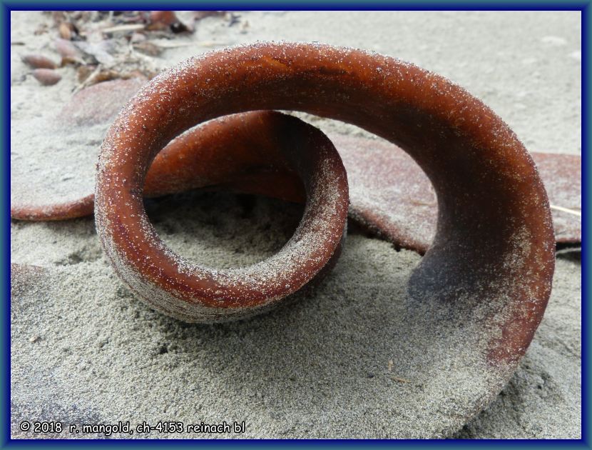 schne schlaufe eines vertrockneten ledertangbandes