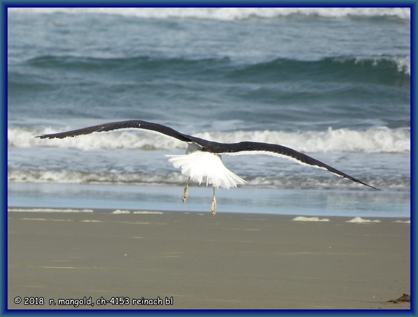 eine mve mit ausgefahrenem fahrgestell im landeanflug auf den strand