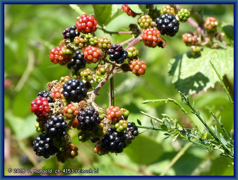 es hat jede menge brombeeren am flussufer, aber nur wenige davon sind reif