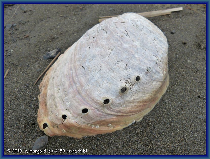 diese muschel weist die fr die paua-shell typischen lcher auf