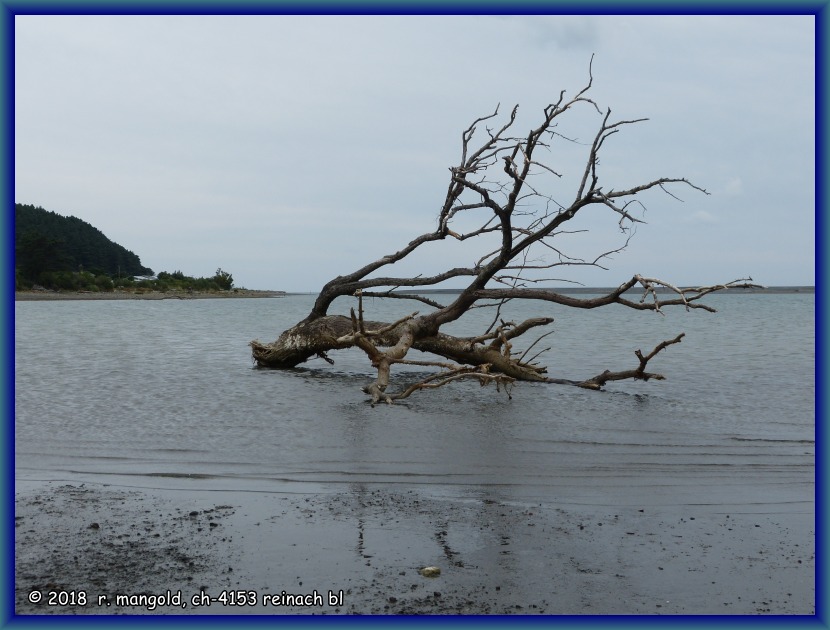 in der bucht liegt dieser abgestorbene baum im seichten wasser