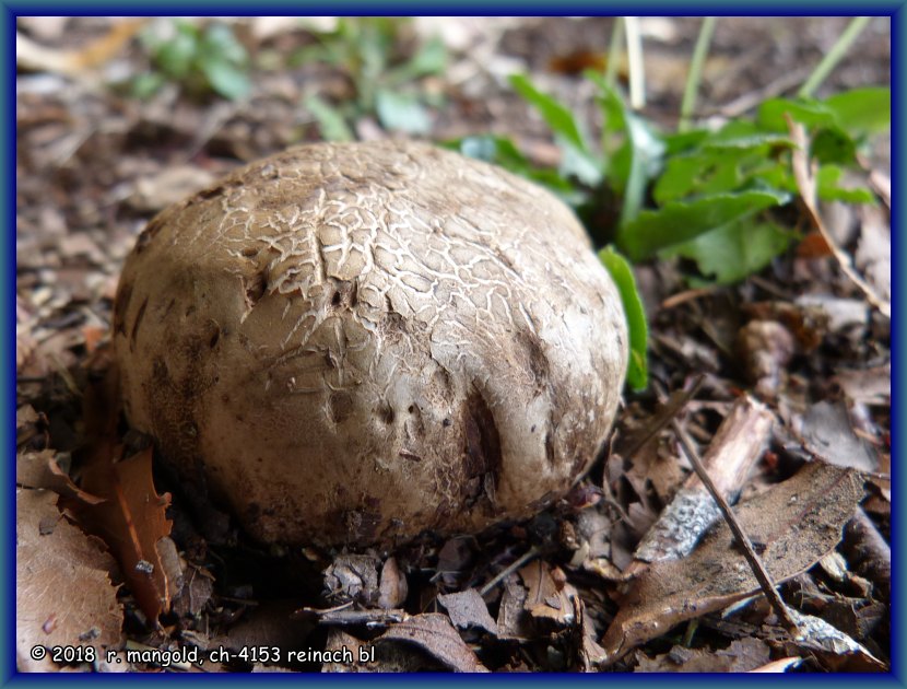 unter den b�umen hier im campingpark ist dieser bovist gewachsen
