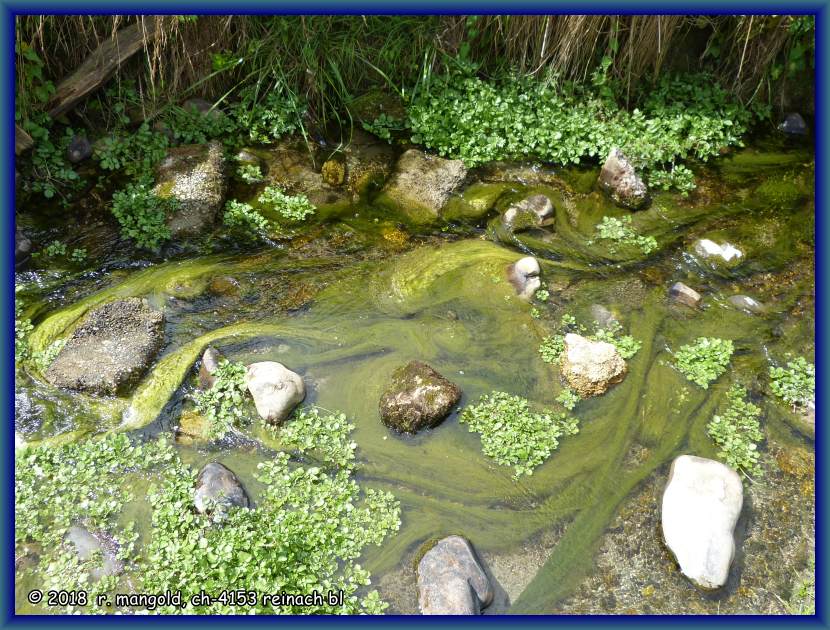 sch�ne algenb�schel in klaren wasser des baches