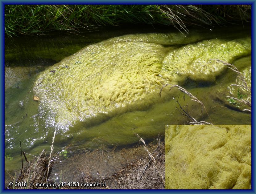 algenpolster mit watte�hnlicher oberfl�chenstruktur