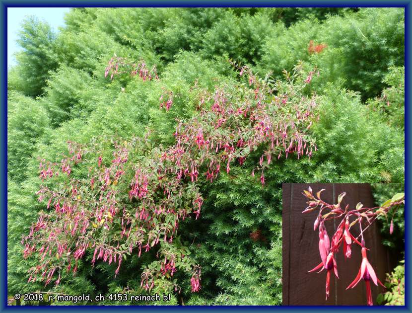 dieser fuchsienbusch w�chst im baum hoch und bl�ht in �ber 3 metern h�he