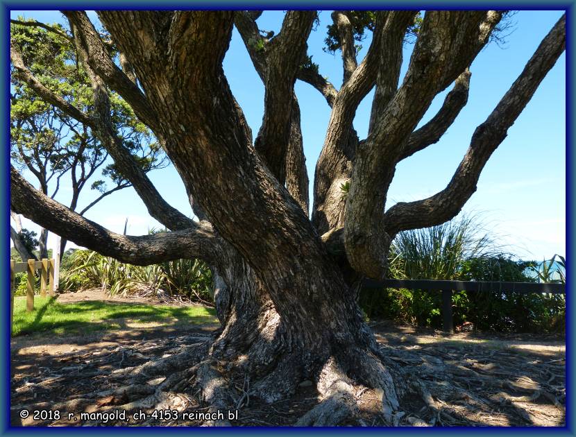 die pohutukawa-bume bilden sehr stark verzweigte stmme aus