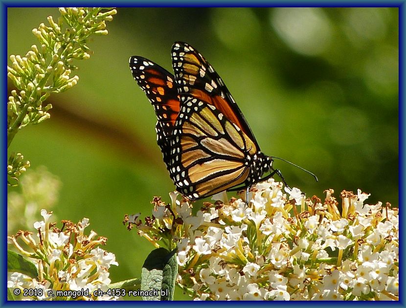 ein herrlicher schmetterling strkt sich auf weissem sommerflieder