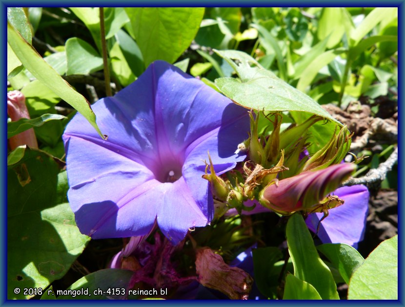 blaue windenblten am weg zum strand von new plymouth