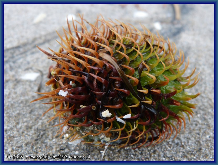 eine schne frucht mit widerhaken liegt angeschwemmt im sand