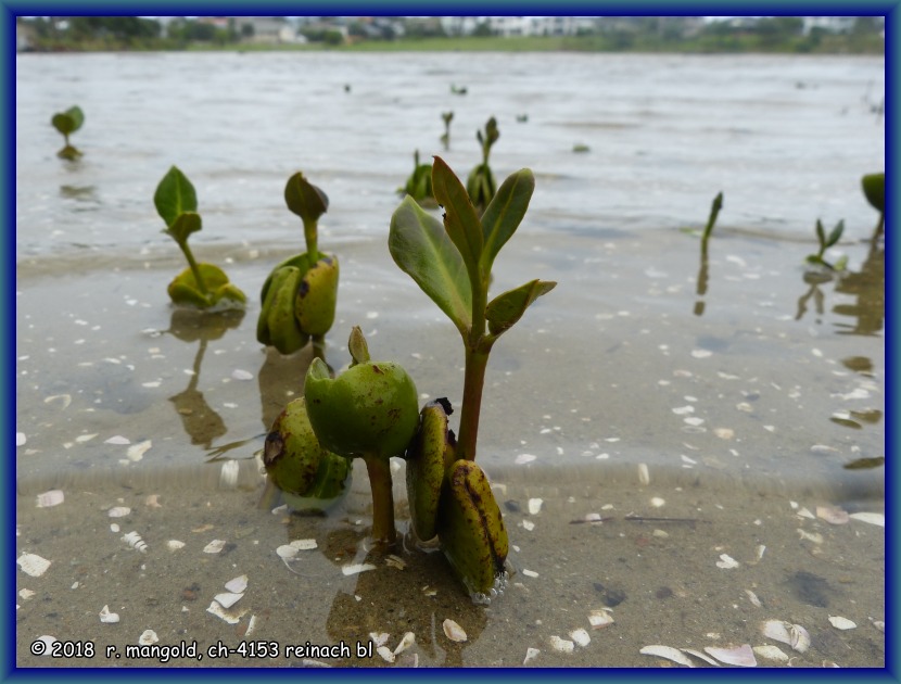 im seichten wasser stehen einige mangroven-keimlinge