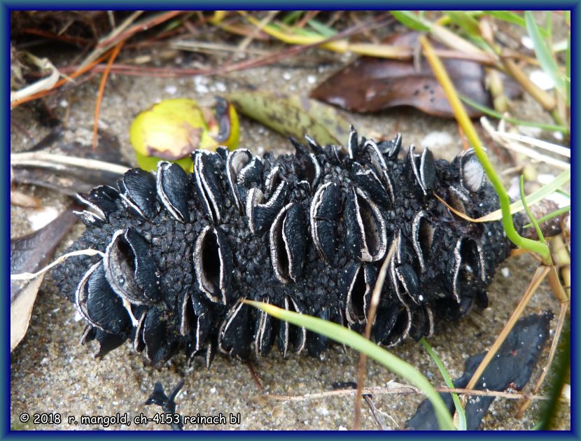 diese banksia-fruchthlle liegt, wunderbar gealtert, am strand