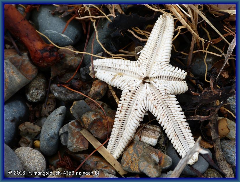 gelegentlich findet man auch einen angesplten seestern am strand