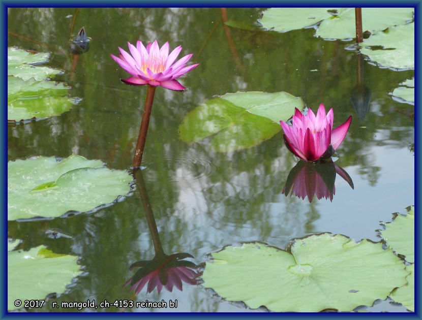 seerosen im teich beim eingangsbereich der gardens by the bay