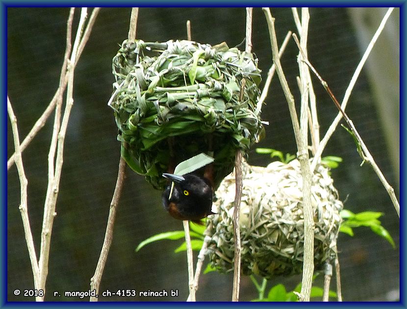 ein webervogel ist mit dem ausbessern seines nestes beschftigt