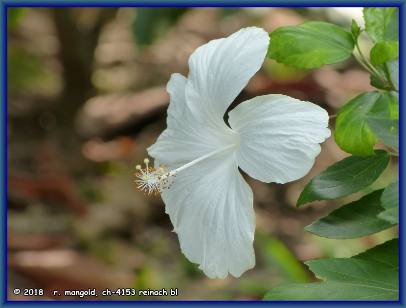 wunderschne, voll entfaltete hibiskus-blte