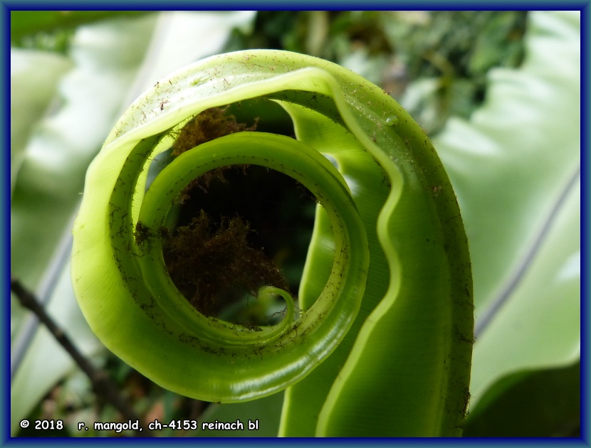 auch dies ist ein koru, ein sich entfaltendes farnblatt, hier die unverzierte form