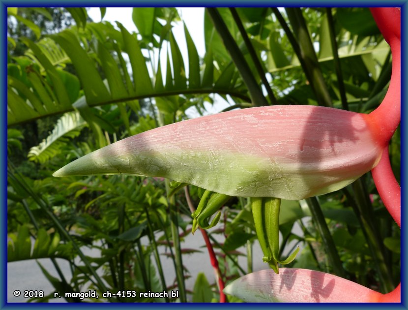 ausschnitt einer blte der sorte heliconia chartacea sexy pink