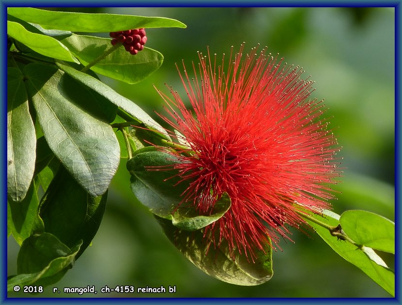 diese blte hnelt denen der pohutukawa-bume von neuseeland