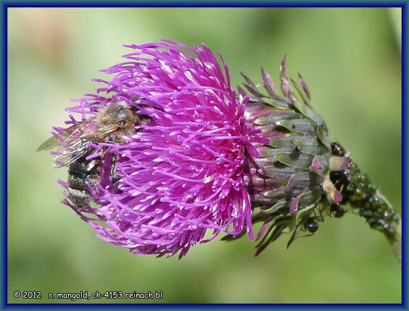 eine biene an einer distelbl&uuml;te im val d'anniviers am 18.07.2012