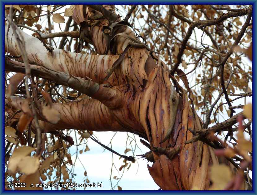 ein eukalyptusbaum wirft die rinde ab, 24.03.2012 bei kalgoorlie australien