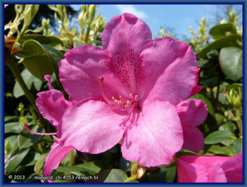 rhododendron-bl&uuml;te in der gr&uuml;n 80 am 05.05.2013