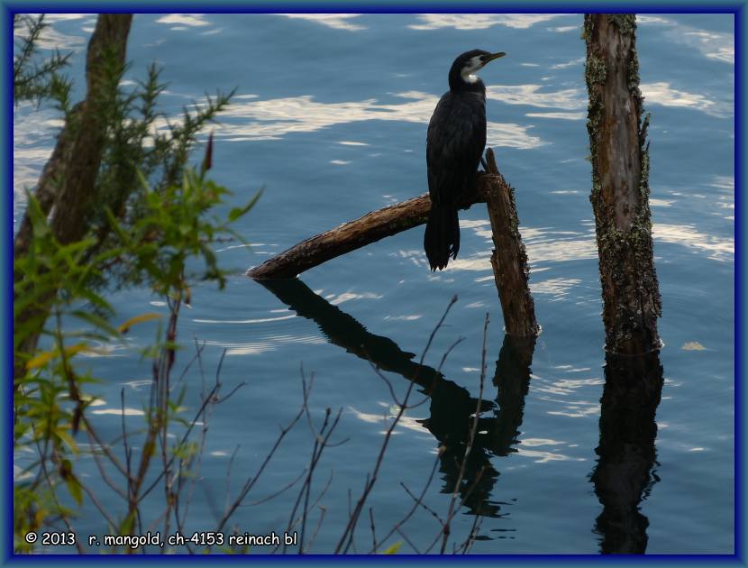 ein kormoran auf dem blue lake in der n&auml;he von rotorua auf neuseelands nordinsel am 15.02.2012