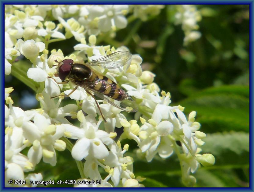 eine schwebefliege auf einer holunderbl&uuml;te am 30.06.2013
