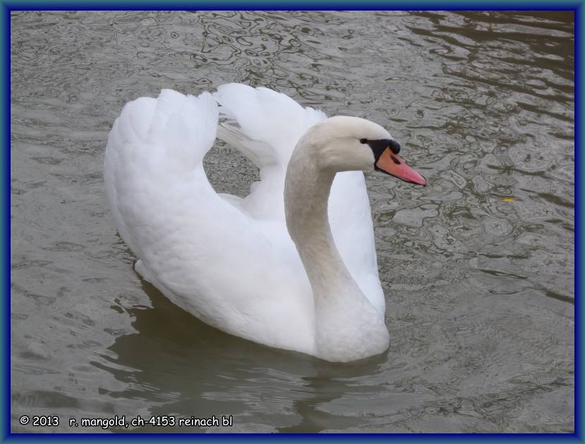 stolzer schwan in der gr&uuml;n 80 am 16.12.2012