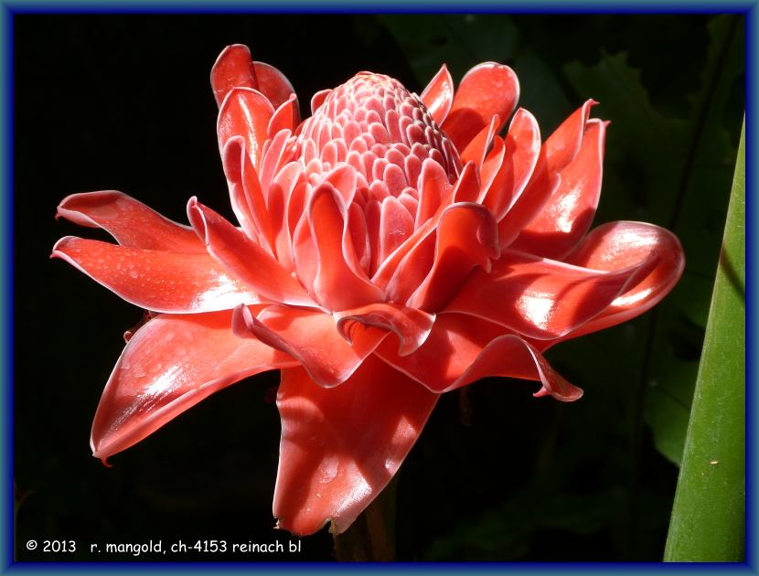 ingwerbl&uuml;te im botanischen garten von singapur am 18.04.2012