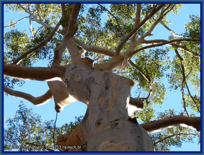 wunderschöne krone eines 
	eukalyptusbaumes im leeuwin-naturaliste national park am 18.03.2012