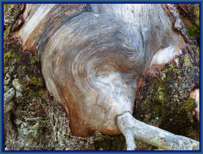 ob diese zigarre wohl schmeckt? unweit des schwarzsees im l&ouml;tschental (wallis) am 09.06.2012