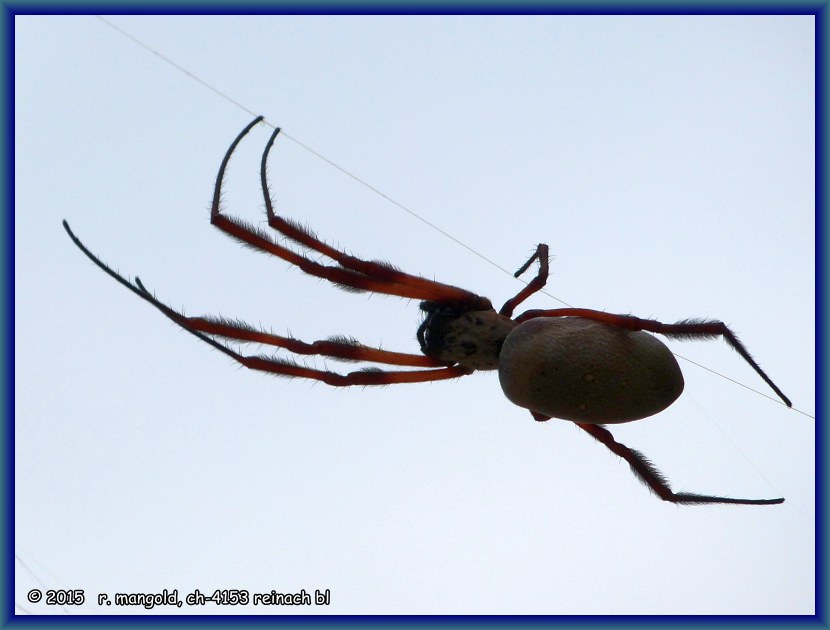eine spinne hängt an ihrem feinen faden bei merredin (westaustralien) am 25.03.2012