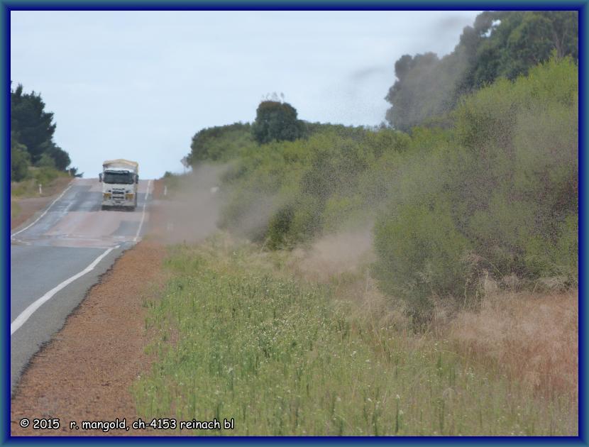 mückenschwärme am south coast highway zwischen hopetoun und esperance (südwestaustralien) am 22.03.2012
