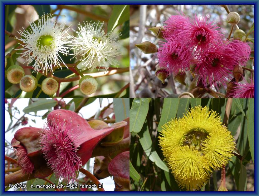 verschiedene eukalyptusblüten aus dem südwesten australiens im märz 2012
