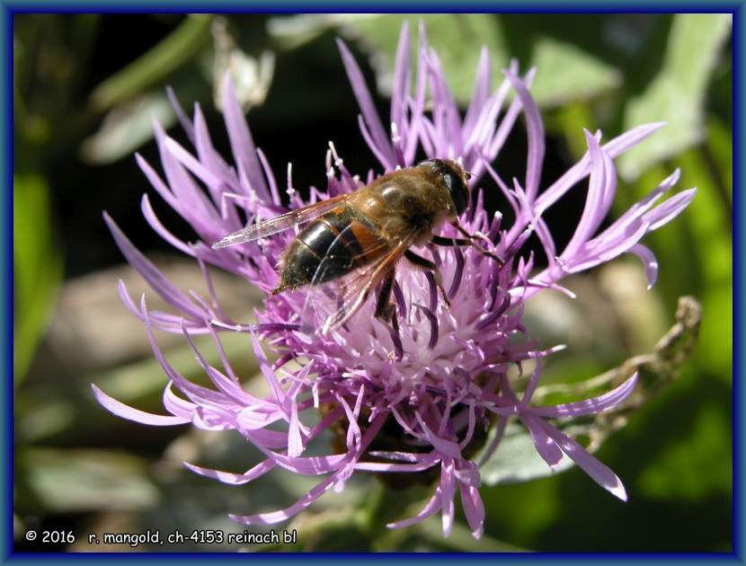 schwebefliege auf einer flockenblume in serfaus (&ouml;sterreich) am 18.08.2006