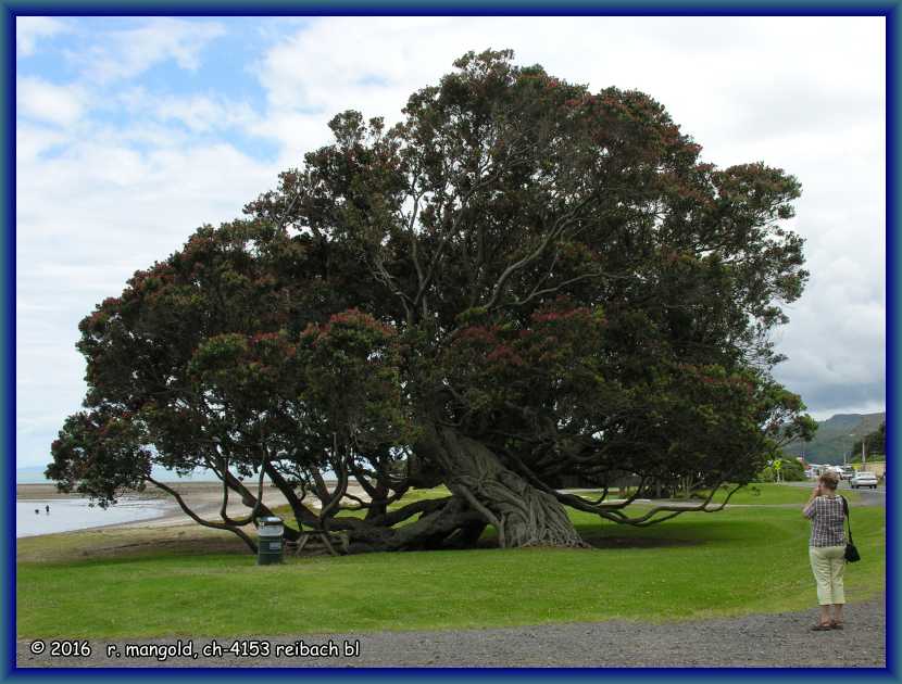 schöner, alter pōhutukwa-baum (christmas-tree) bei tapu (nordinsel neuseeland) am 22.12.2011