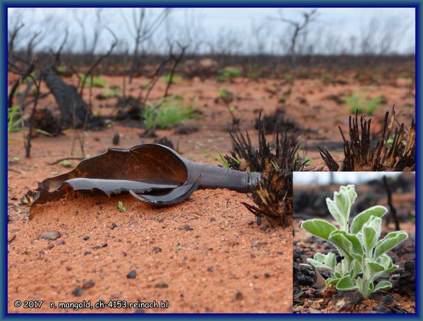 beim buschbrand geborsten und neu erwachendes leben in westaustralien am 08.03.2012